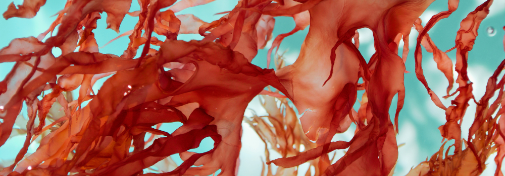 Astaxanthin: The Most Powerful Antioxidant in Skincare