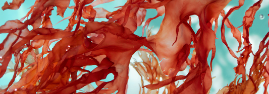 Astaxanthin: The Most Powerful Antioxidant in Skincare