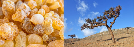 Frankincense Resin Oil in Modern Skincare: Nature's Anti-Aging Secret